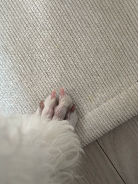 강아지 발톱이 안쪽으로 휘어졌어요.의 3번 째 이미지