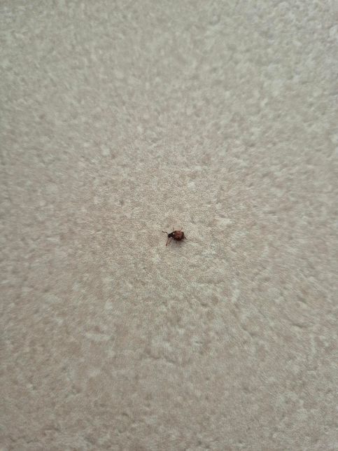 이 벌레가 뭔 벌레인지 아시는 분?? 벌레박사님 계신가요?의 1번 째 이미지