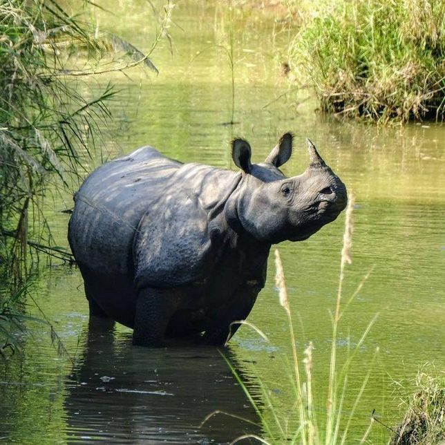인도코뿔소는 다른 코뿔소 무리와 비교해보면 정말 반수생동물인가요?의 0번 째 이미지