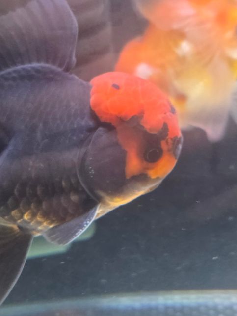 오란다 금붕어 암컷 수컷 구분이 안되요의 1번 째 이미지