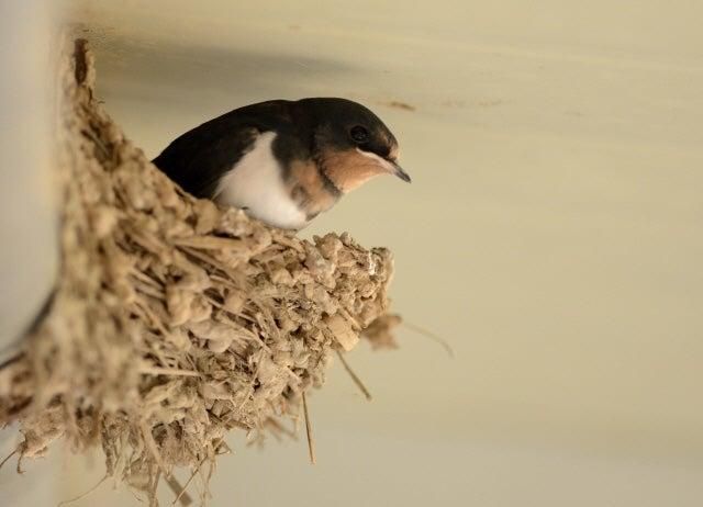 요즘 왜 우리나라에 여름철새들의 번식률이 더 빨라졌나요?의 1번 째 이미지