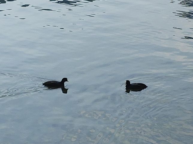요즘 비수도권 지역 민가에 인구가 줄어들자 야생동물들이 무엇 때문에 늘어나고 있어요?의 3번 째 이미지