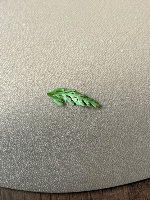 고사리 잎 틈이 갈색으로 변했는데 어떤 문제인가요?의 0번 째 이미지