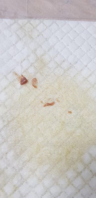 중성화후 생식기 갈색분비물이나와요의 0번 째 이미지