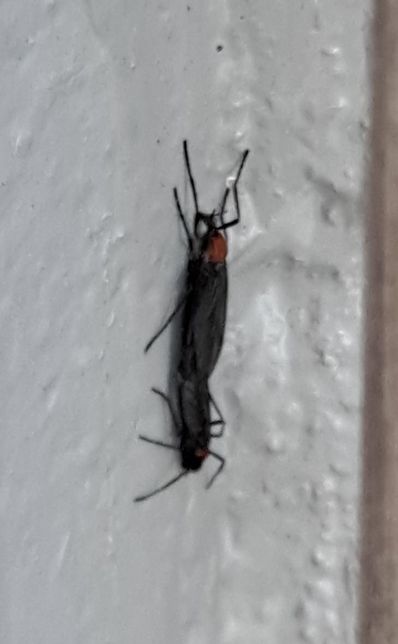 사진에 있는 게 어떤 벌레인지 알려주세요의 0번 째 이미지