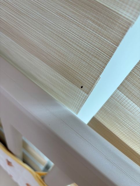 이거 무슨 벌레인가요?ㅠㅠ 또 새로운벌레 나왔어요ㅠ의 0번 째 이미지