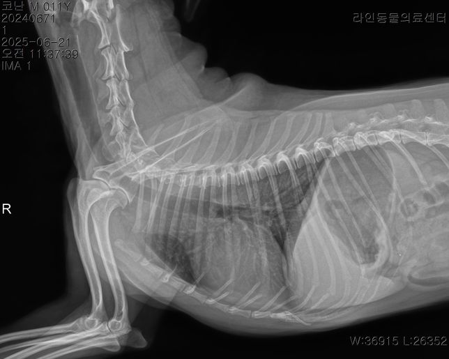 오늘 아침부터 애가 갑자기 강아지 혀가 파래지고 복부가 엄청 단단해지고 똥을 싸고 (정상변) 과호흡이 온 경우는 무슨 경우인가요? 애가 안절부절의 2번 째 이미지