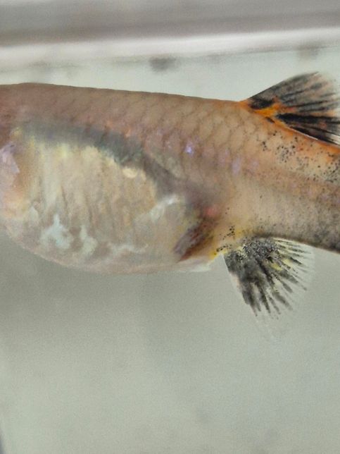 구피 임신인지 모르겠어요.....의 1번 째 이미지