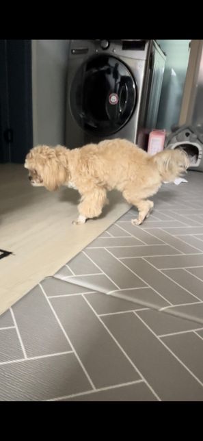 강아지가 이상해요 이거 뼈나 근육 문제인가요 아니면 정신 문제인가요?의 0번 째 이미지