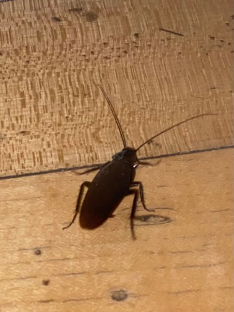 이거 무슨 벌레인가요? 바퀴인가요?의 0번 째 이미지