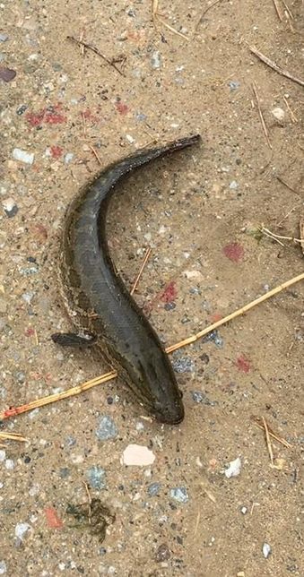 우리나라 맹수 삵과 육식성 민물고기 가물치가 싸우면 누가 이겨요?의 1번 째 이미지