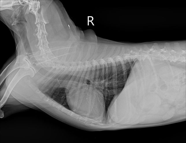 강아지 간크기가 작은건지 봐주세요!!의 2번 째 이미지