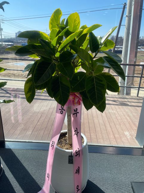 똥손에게 화분 물주는 양과 횟수 좀 알려주세요 ㅠㅠ의 0번 째 이미지