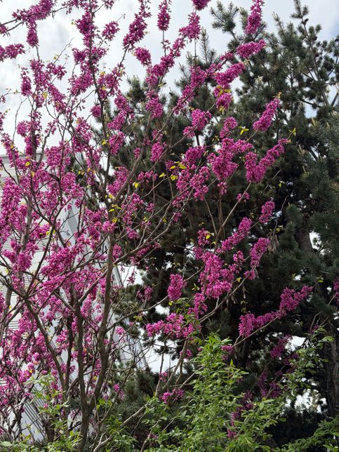 이 꽃 이름들 아시는 분 계신가요?!?의 0번 째 이미지