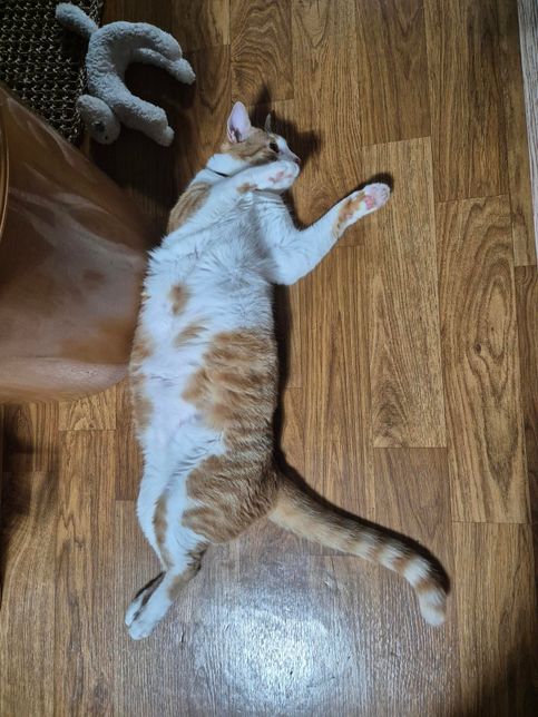 고양이 발톱깎는게 너무 힘듭니다...ㅠㅠ의 1번 째 이미지