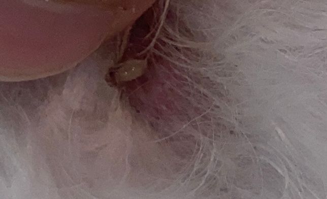 강아지 엉덩이쪽에 이거 뭘까요???의 3번 째 이미지