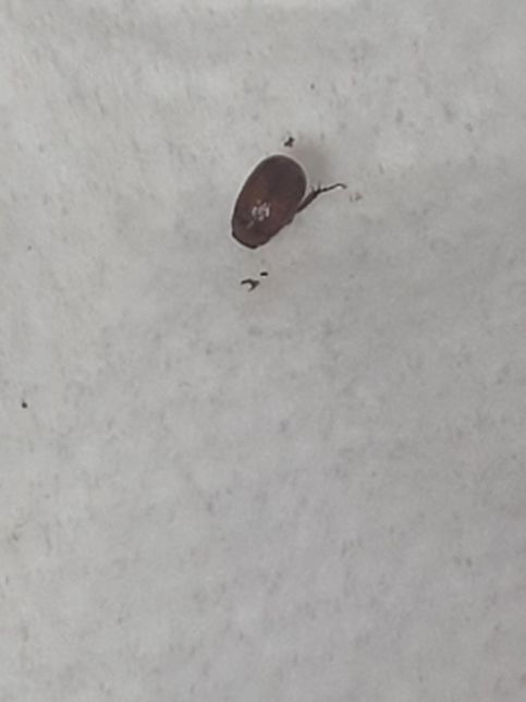 바퀴 새끼인가요?????????의 3번 째 이미지