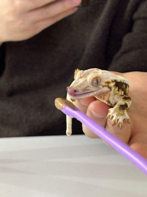 크레가 3-4살쯤 됐으면 성체인가요??의 0번 째 이미지