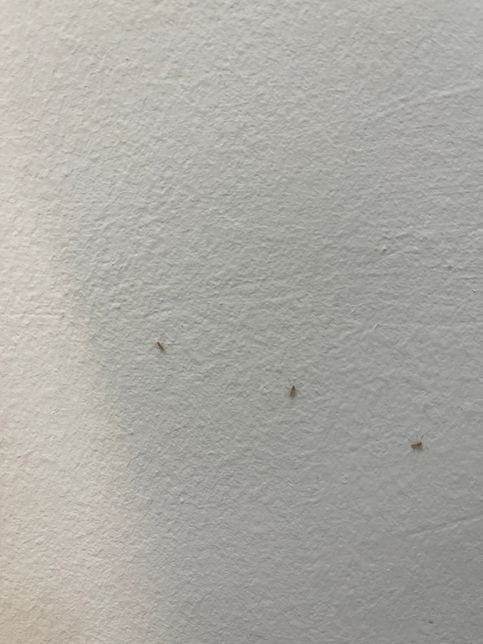 이 벌레 이름이 무엇이고 왜 생겨나나요?의 2번 째 이미지