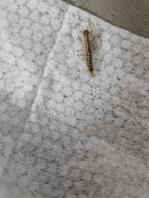 벌레 이름이 뭔가요? 집에 왜 생기는 건가요?의 0번 째 이미지