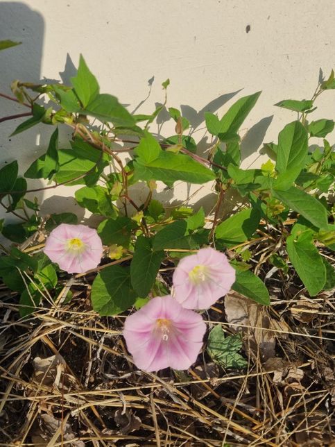 담장밑에 살포시 피어나는 이 꽃은 나팔곷 같기는 한데, 무슨 꽃인지 모르겠습니다.의 0번 째 이미지