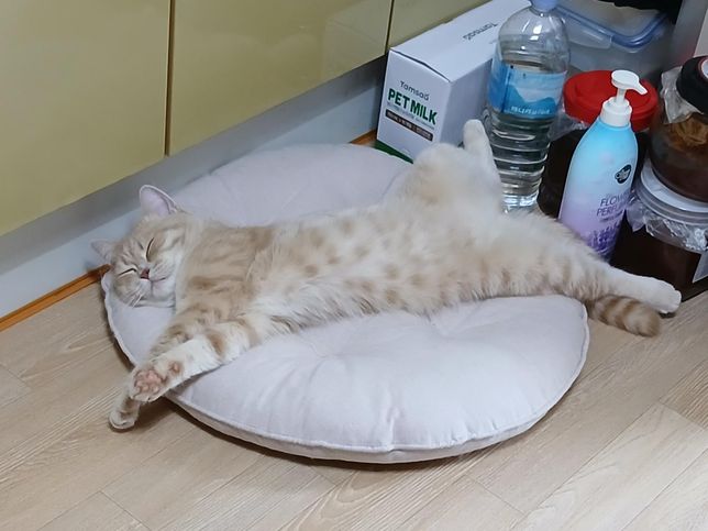 고양이 화장실에 두부모래에 냄새가 나는데 냄새를 없애려면 어떻게 해야하나요,의 0번 째 이미지