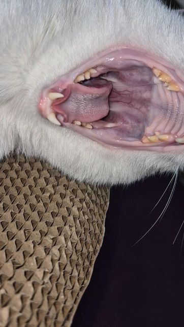 헛구역질을 가끔하고 목소리가 쉬어서 소리를 잘 안내려고해요 어디에 이상이 있는걸까요ㅜ의 0번 째 이미지