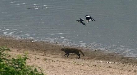 주왕산국립공원에 멸종위기 토종 야생동물을 풀어서 보호구역으로 만들면 어떨까요?의 2번 째 이미지