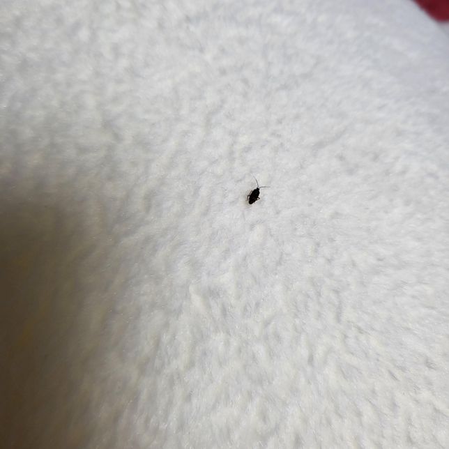 요 벌레 이름이 뭘까요...ㅠㅠ??의 0번 째 이미지