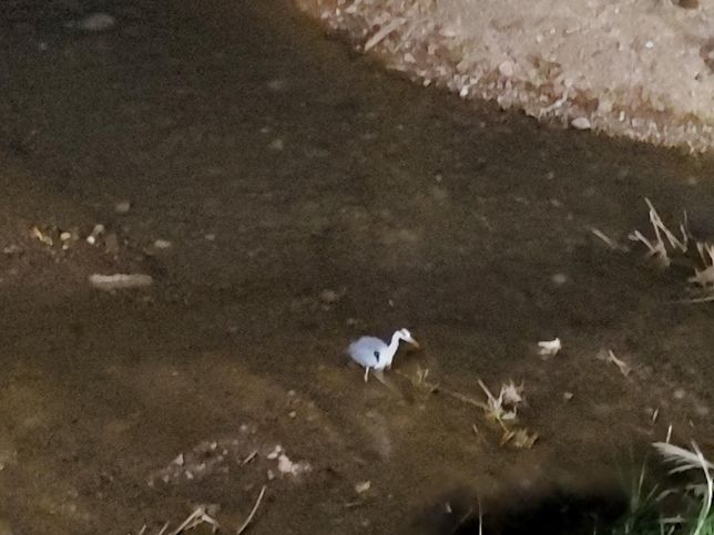 왜가리는 왜 수리부엉이나 올빼미처럼 야행성같이 밤에도 물에 들어가 사냥을 하나요?의 1번 째 이미지