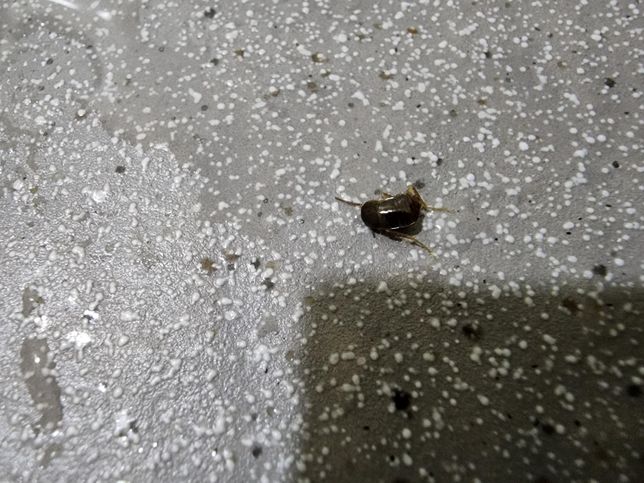 이 벌레 뭘까요? 아침에 갑자기 나왔어요의 1번 째 이미지