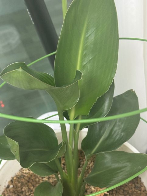 식물 잎이 안으로 말리면서 푸석푸석해요의 2번 째 이미지