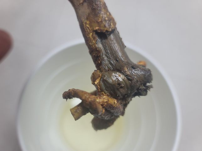 3주전에 심은 천리향이 시들고있어서 파내보니 뿌리가 썩어있습니다. 살릴수있을까요?의 3번 째 이미지