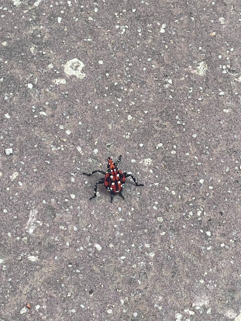 이거 무슨 벌레인지 아시는 분 있나요?의 1번 째 이미지