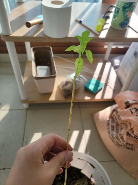 바질이라는 식물인데 이거 소생 가능할까요?의 1번 째 이미지