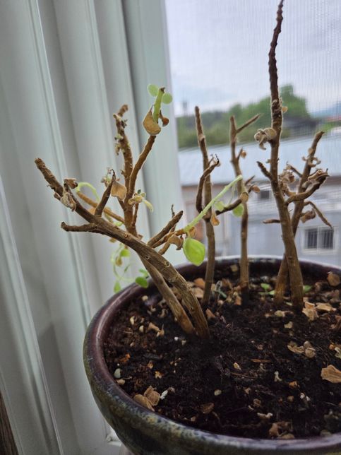 이 식물의 이름과 키우는 방법 좀알려주세요의 0번 째 이미지