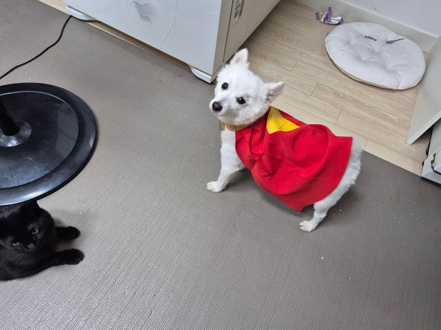 고양이는 익숙한 동물은 경계를 안하나요?의 3번 째 이미지