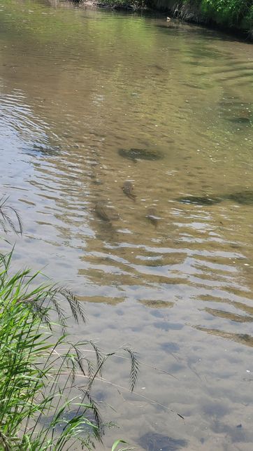 오늘 물속에있는 잉어를 보았는데요. 잉어가 무얼 먹는건가요?의 0번 째 이미지
