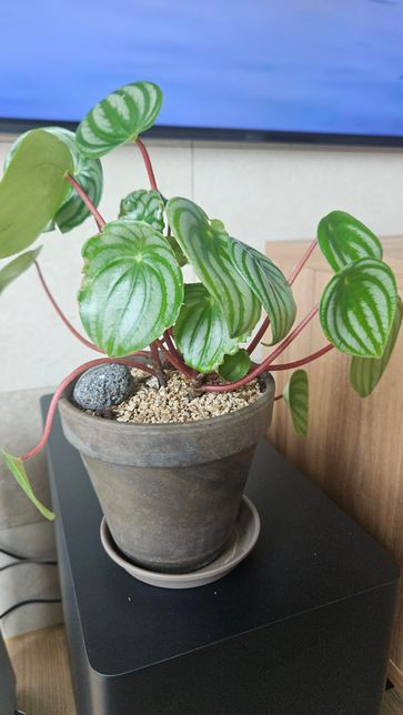 수박페페 상태가 안좋은지 봐주세요 ㅠ의 2번 째 이미지