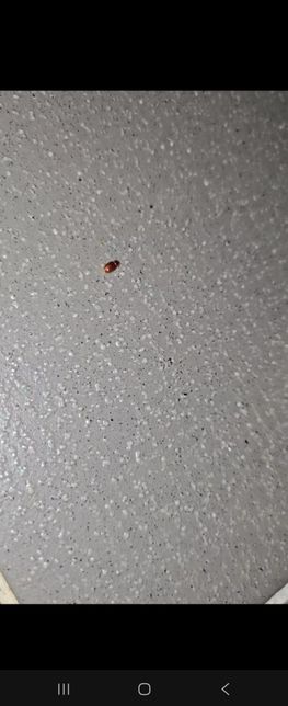 이 벌레가 혹시 권연벌레 일까요???의 1번 째 이미지