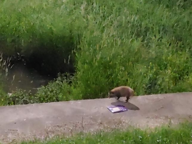 요즘 비수도권 지역 민가에 인구가 줄어들자 야생동물들이 무엇 때문에 늘어나고 있어요?의 0번 째 이미지