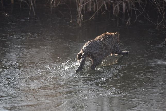 삵은 겨울에 차가운 얼음물에 들어가도 추워서 얼어죽지 않을까요?의 1번 째 이미지