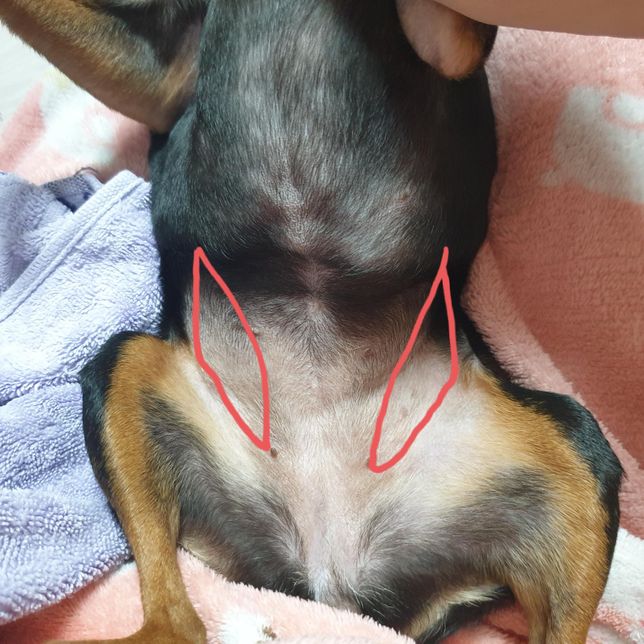 강아지 배에 이거 뭔지 알 수 있을까요?의 0번 째 이미지