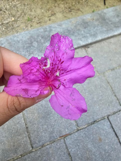 강아지가 철쭉을 먹은거 같습니다..의 0번 째 이미지