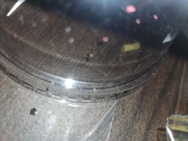 이 모기는 사람을 무는모기인가요???의 0번 째 이미지