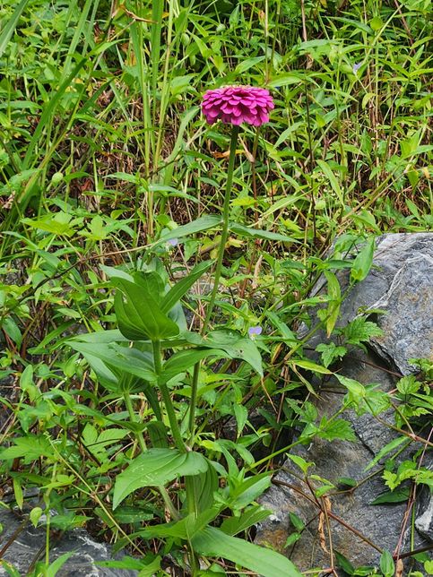 이꽃이 너무 이뻐서 물어보고 싶네요 꽃이름은 무엇인지 알고 싶네요의 0번 째 이미지