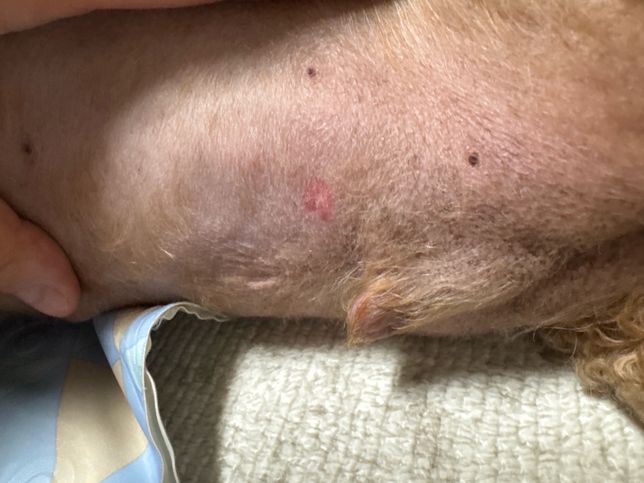 동물병원에서 진단 누락? 오진단?시 어떤 조치를 취할 수 있나요?의 3번 째 이미지