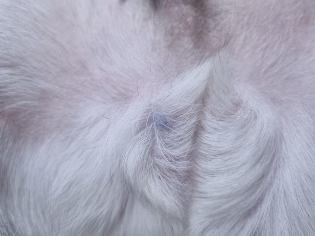 강아지 고환에 검은 혹 같은게 보여요...의 0번 째 이미지