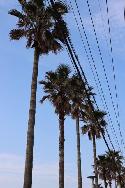 야자나무는 바닷가 뿐만 아니라 왜 강이나 호숫가같은 민물 주변에서도 잘 자랄 수 있나요?의 2번 째 이미지