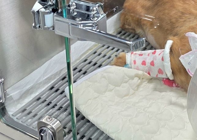 주사바늘자국인가요? 다른 기구에 눌린자국인가요?의 2번 째 이미지